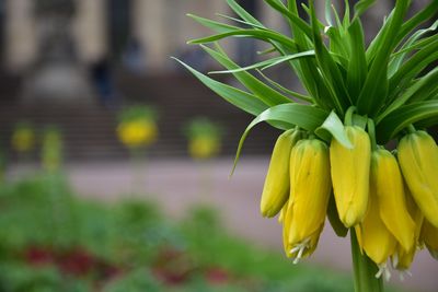 Close-up of yellow flowering plant