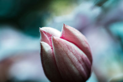 Close-up of pink rose