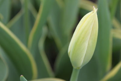 Close-up of flowering plant