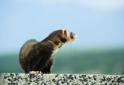 Side view of ferret on retaining wall