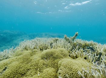 Close-up of coral in sea