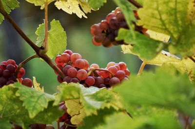 Close-up of grapes growing in vineyard