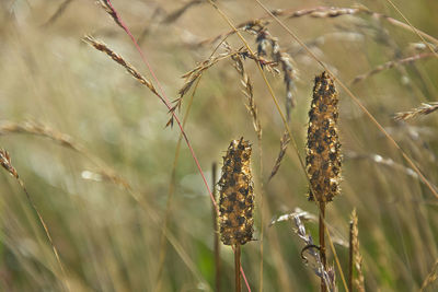 Summer meadow