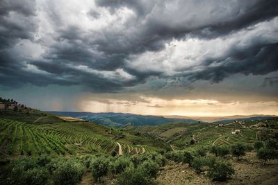 Scenic view of agricultural field against sky