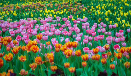 Multi colored tulips in field