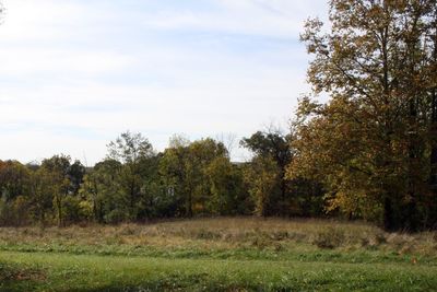 Trees on field against sky