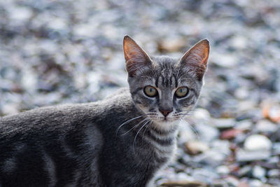 Close-up portrait of cat