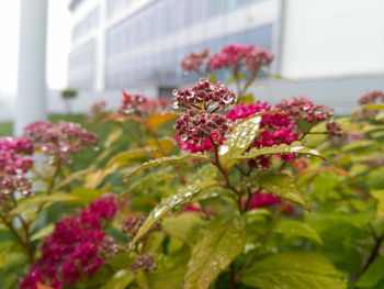 Close-up of pink flowering plant