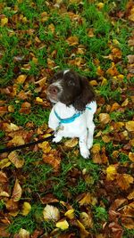 Dog standing on grass