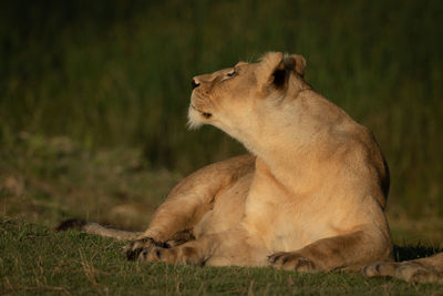 Big cat on grass