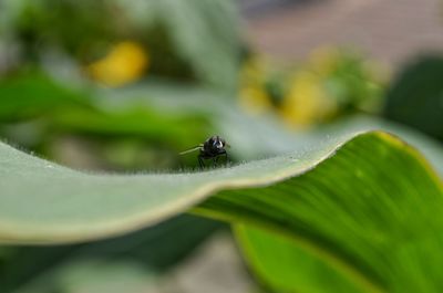 Close-up of ant on leaf