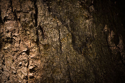 Full frame shot of tree trunk