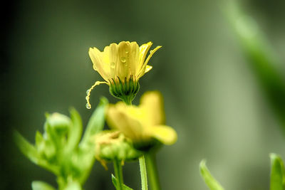Close-up of yellow flowers blooming in garden