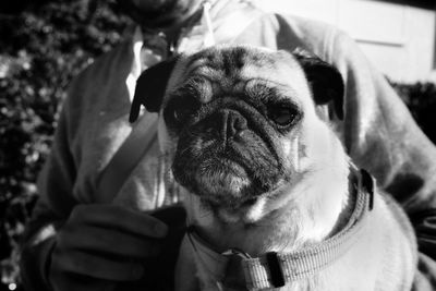 Close-up of hand holding dog