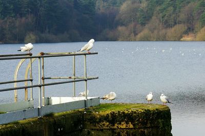 Seagull perching on wooden post in lake against trees