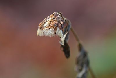 Close-up of wilted flower