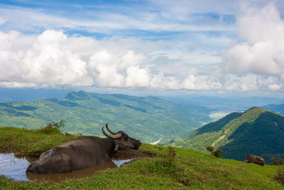 Water buffalo resting in pond on mountain by landscape against cloudy sky