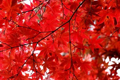 Close-up of red maple leaves on tree