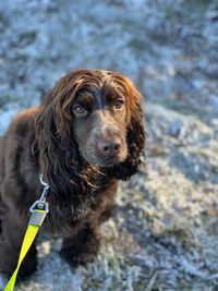 Portrait of brown spaniel dog