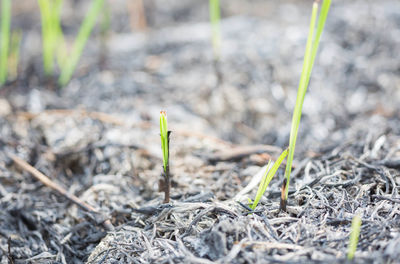 Close-up of plant growing on field