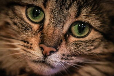 Close-up portrait of cat