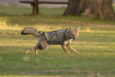 Fox running on grass