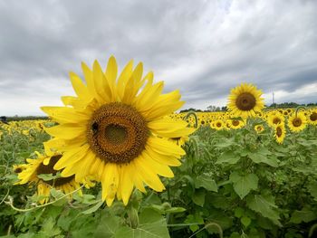 Close-up of yellow sunflower against sky