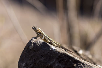 Small san cristobal lava lizard standing in profile on rock 