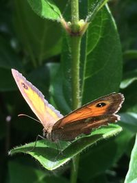 Close-up of butterfly perching on plant