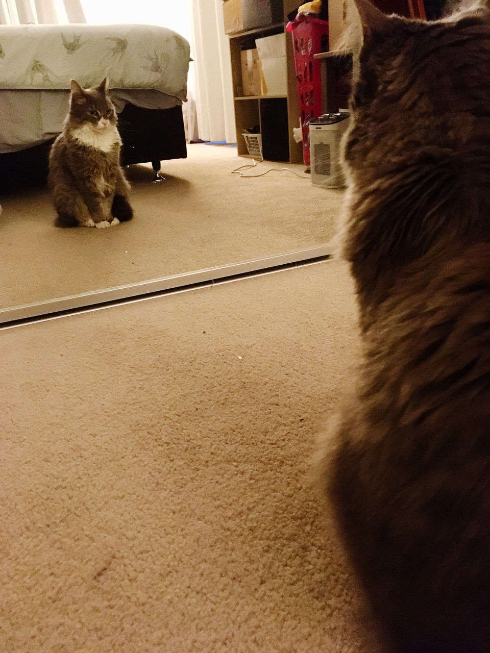 REAR VIEW OF CAT SITTING ON FLOOR