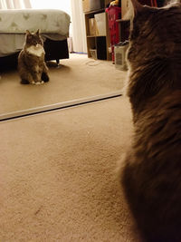 Rear view of cat sitting on floor at home