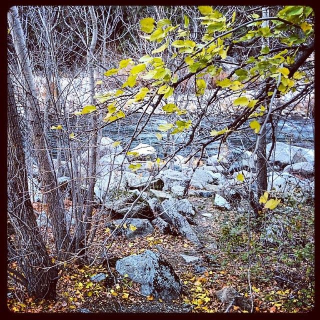 transfer print, auto post production filter, growth, nature, tranquility, tree, water, plant, beauty in nature, leaf, branch, high angle view, yellow, forest, tree trunk, day, outdoors, rock - object, tranquil scene, no people