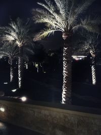 Palm trees at night