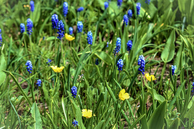 Close-up of purple flowering plants on field