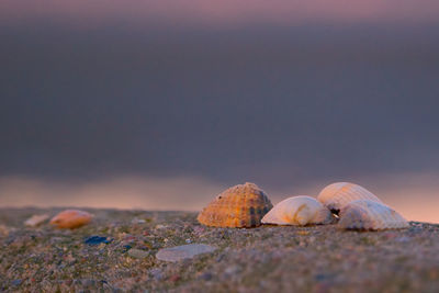 Close-up of seashell on beach against sky