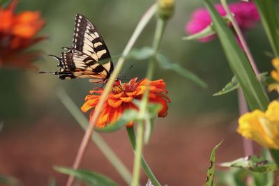 Close-up of butterfly pollinating on flower