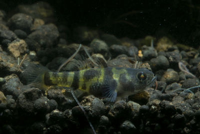 Close-up of fish swimming in sea