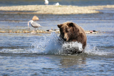 Alaskan brown bear fishing for sockeye salmon, seagull with fish in the background,