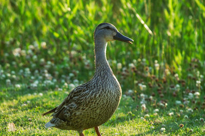 Side view of a bird on field