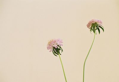 Close-up of pink flower against white background