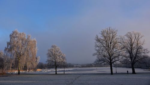 Bare trees on snow covered landscape against blue sky