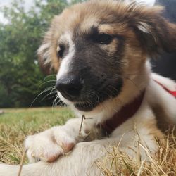 Close-up of a dog looking away