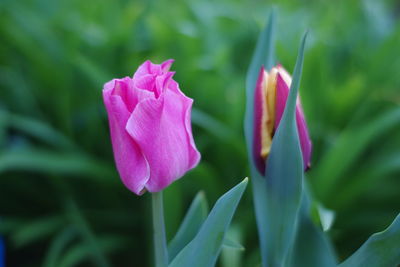 Close-up of pink flowering plant