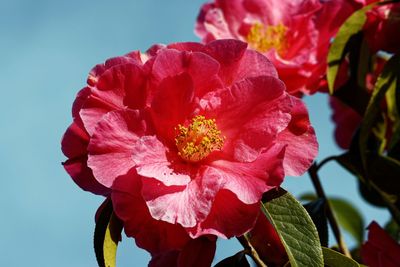 Close-up of red flowering plant