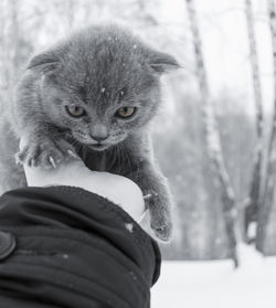 Close-up of hand holding kitten