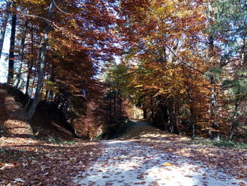 Road amidst trees in forest during autumn