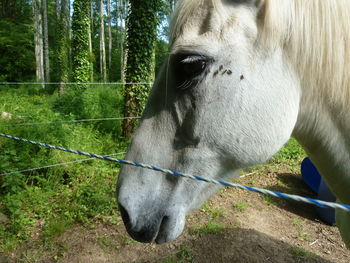 Close-up of a horse head