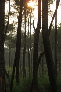 Trees in forest