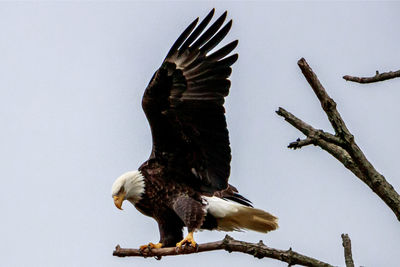 Low angle view of eagle flying against sky