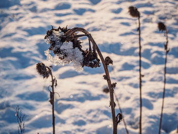 Close-up of dry plant on snow covered land